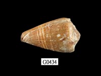 藏品(晚霞芋螺)的圖片